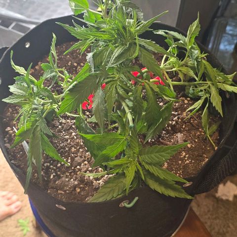 Titan growlog timeline photo