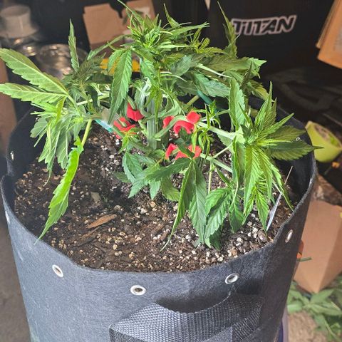 Titan growlog timeline photo