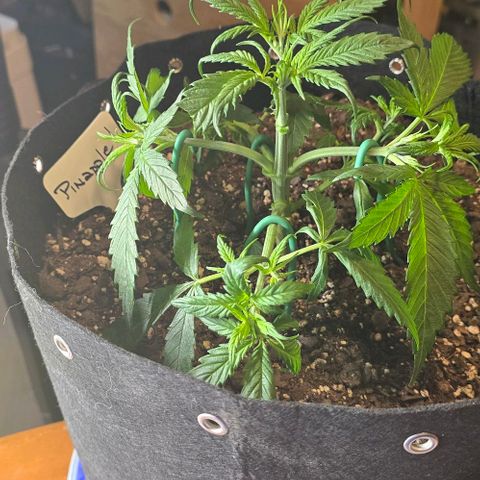 Pineapple Auto  growlog timeline photo
