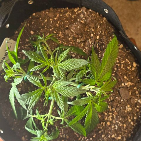 Pineapple Auto  growlog timeline photo