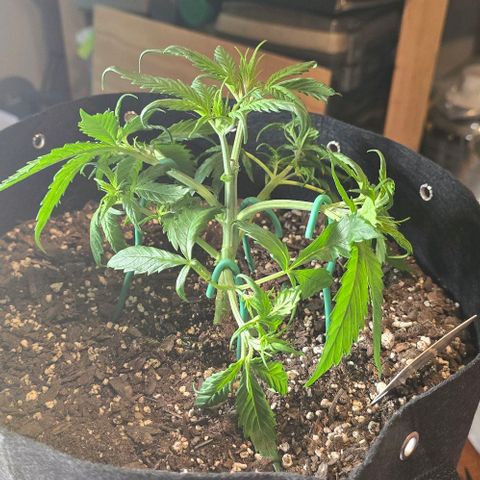 Pineapple Auto  growlog timeline photo