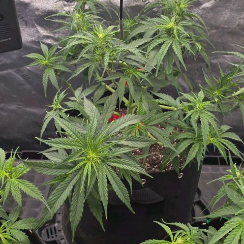 Titan growlog timeline photo