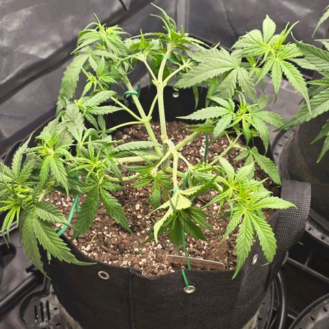 Pineapple Auto  growlog timeline photo