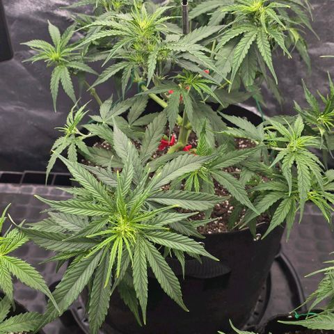 Orion growlog timeline photo