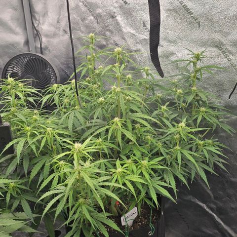 Orion growlog timeline photo