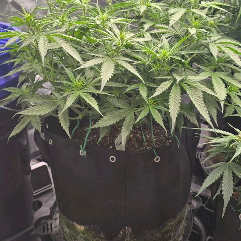 Pineapple Auto  growlog timeline photo