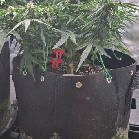 Titan growlog timeline photo