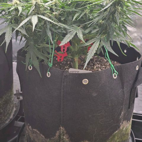 Titan growlog timeline photo