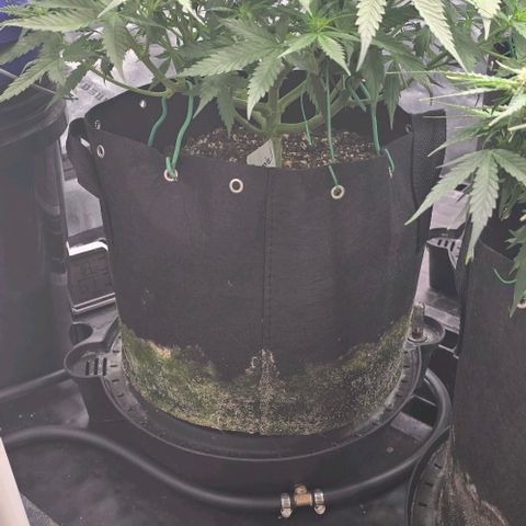 Pineapple Auto  growlog timeline photo