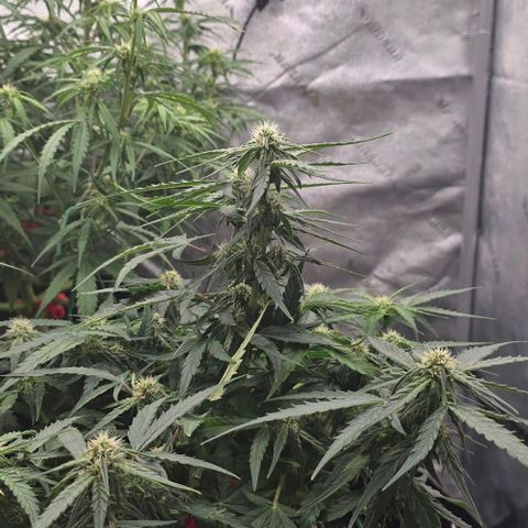 Titan growlog timeline photo