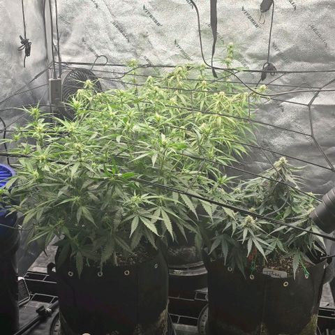 Orion growlog photo: The Titan is a short squatting turd.