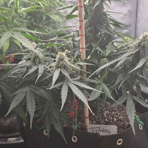Titan growlog timeline photo