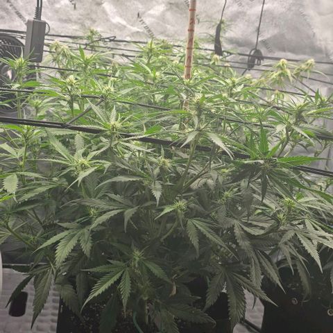 Pineapple Auto  growlog timeline photo