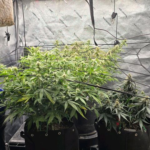 Orion growlog timeline photo