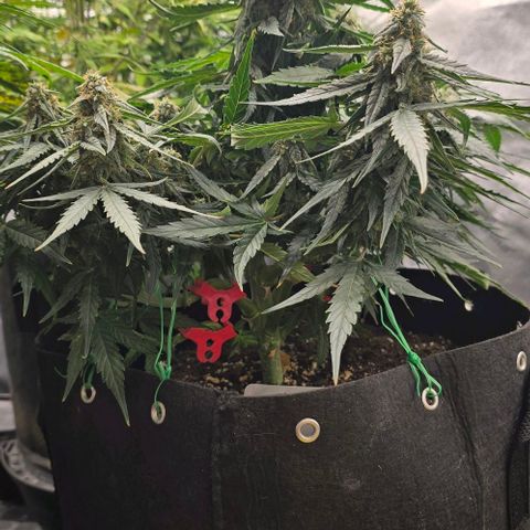 Orion growlog photo: Titan