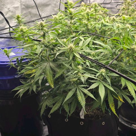 Orion growlog photo: Pineapple 
