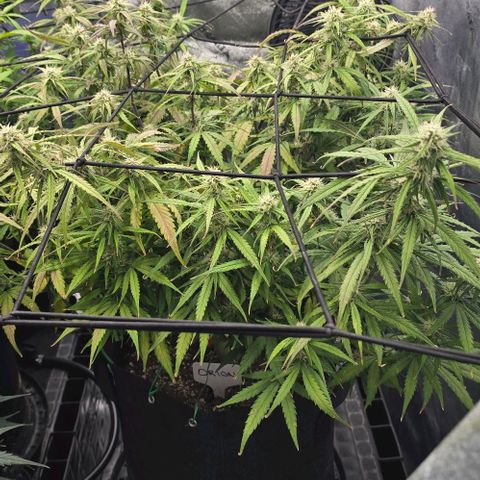 Orion growlog photo: Orion 