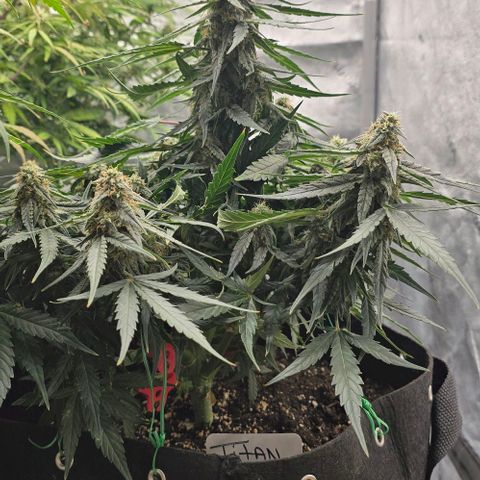 Titan growlog timeline photo