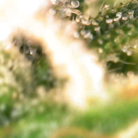 Pineapple Auto  growlog photo: Milky / Clear