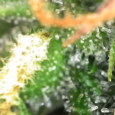 Pineapple Auto  growlog photo: Milky / Clear