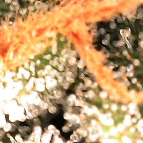 Orion growlog photo: Milky / Clear