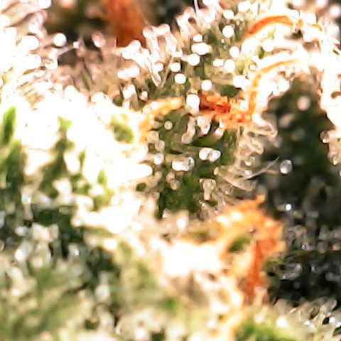 Titan growlog photo: Milky / Clear 