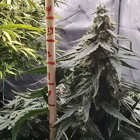 Titan growlog timeline photo