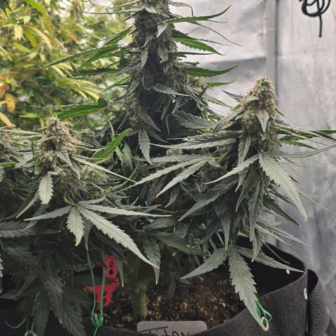 Titan growlog timeline photo
