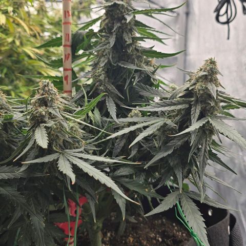 Titan growlog timeline photo