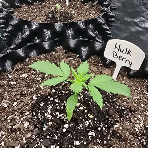 Hulkberry Auto growlog timeline photo