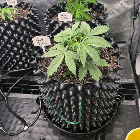 Hulkberry Auto growlog timeline photo