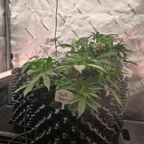 Hulkberry Auto growlog timeline photo