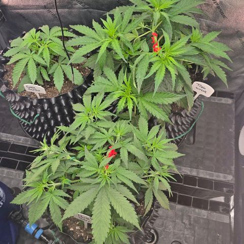 Hulkberry Auto growlog timeline photo