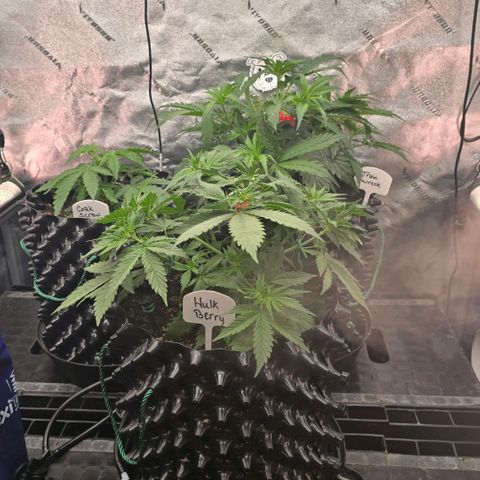 Hulkberry Auto growlog timeline photo