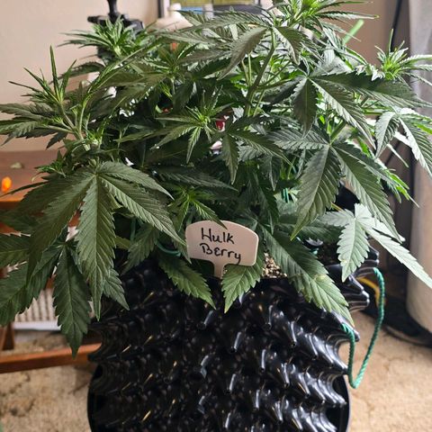 Hulkberry Auto growlog timeline photo