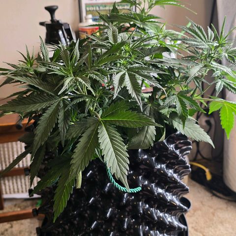 Hulkberry Auto growlog timeline photo
