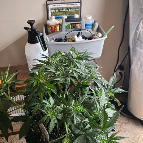 Hulkberry Auto growlog photo: 9"