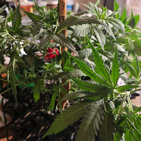 Hulkberry Auto growlog photo: 9"