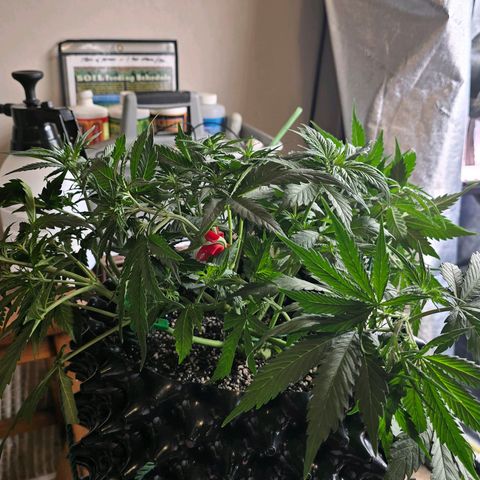 Hulkberry Auto growlog photo: 9"