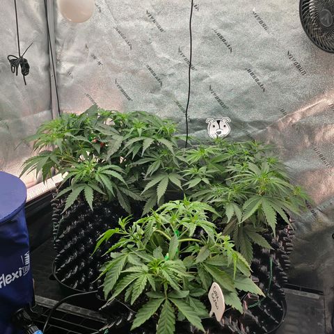 Hulkberry Auto growlog timeline photo