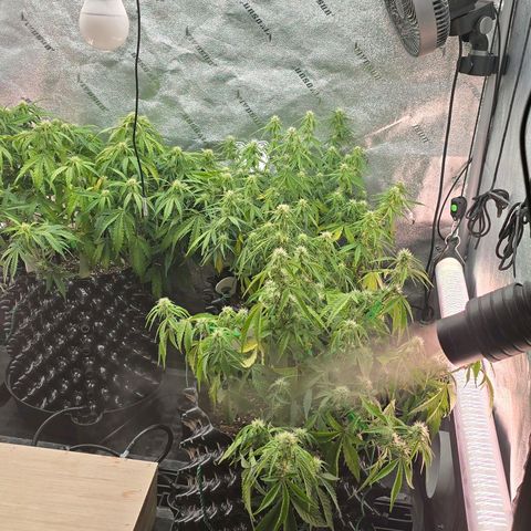 Hulkberry Auto growlog photo: All three