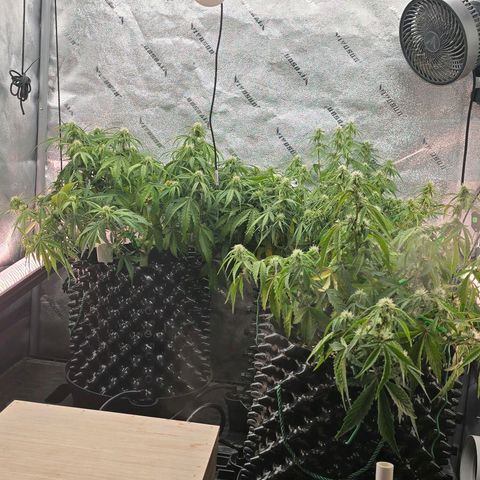 Hulkberry Auto growlog timeline photo