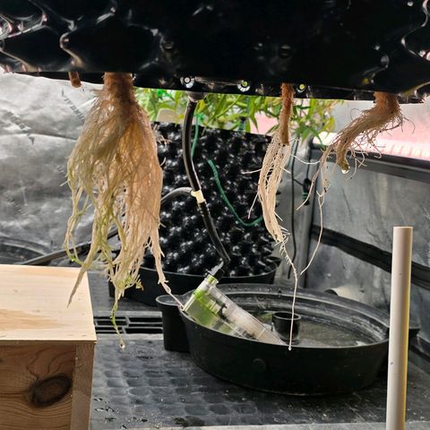 Hulkberry Auto growlog photo: Root mat