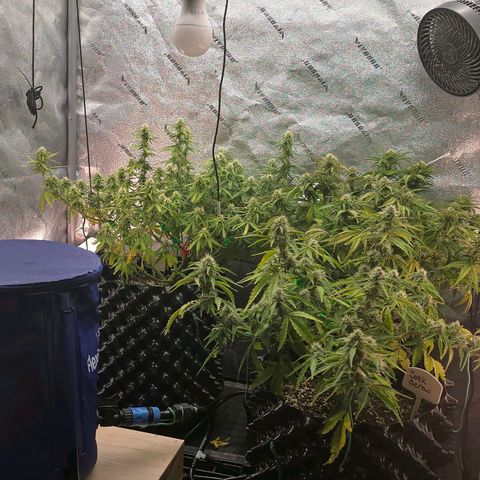 Hulkberry Auto growlog timeline photo