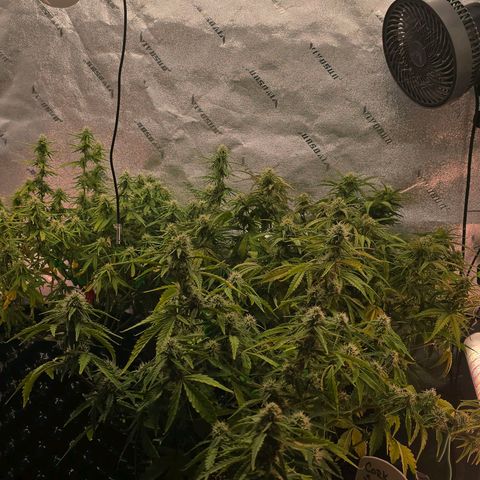 Hulkberry Auto growlog timeline photo