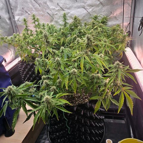Hulkberry Auto growlog timeline photo