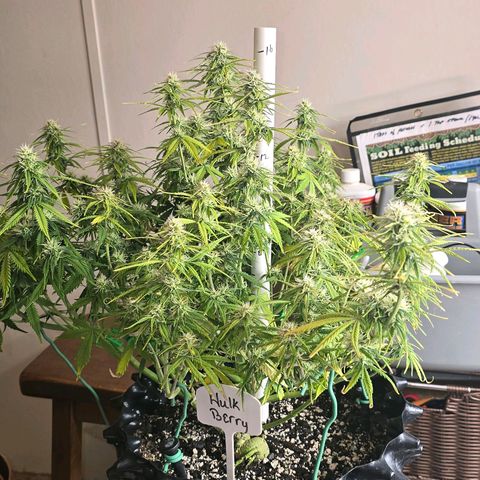 Hulkberry Auto growlog timeline photo
