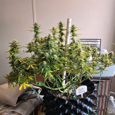 Hulkberry Auto growlog timeline photo