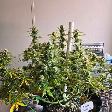 Hulkberry Auto growlog timeline photo
