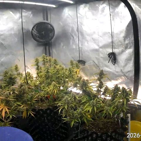 Hulkberry Auto growlog timeline photo